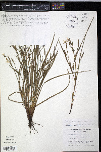 Sisyrinchium pruinosum image
