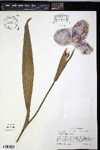 Tigridia pavonia image