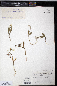 Claytonia tuberosa image