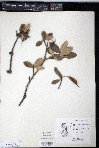 Embothrium coccineum image