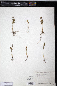 Botrychium lunaria image