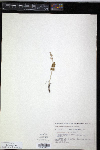 Botrychium lunaria image
