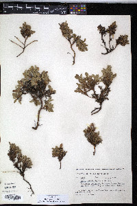 Salix phlebophylla image