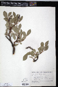 Salix sphenophylla image