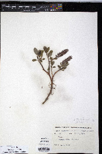 Salix arctophila image