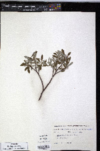 Salix argyrocarpa image