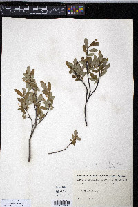 Salix pedicellaris image
