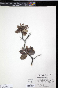 Embothrium coccineum image