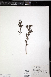 Media resource of Ribes cucullatum