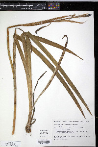 Iris setosa image