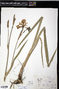 Iris versicolor image