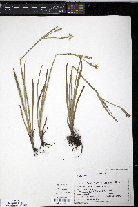 Sisyrinchium bellum image