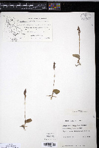 Amerorchis rotundifolia image
