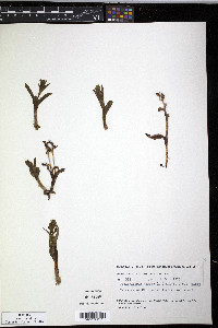 Coeloglossum viride image