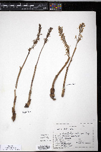 Corallorhiza mertensiana image