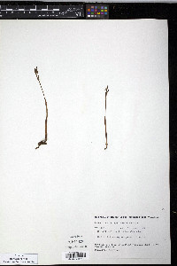 Corallorhiza trifida image