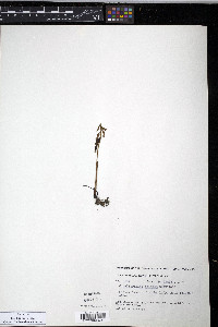 Corallorhiza trifida image