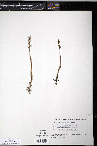 Corallorhiza trifida image