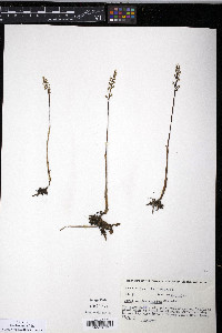 Corallorhiza trifida image