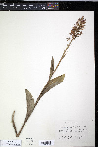 Platanthera psycodes image