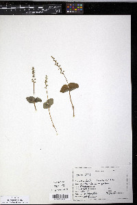 Listera cordata image