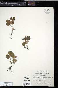 Rubus acaulis image