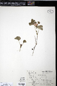 Rubus acaulis image