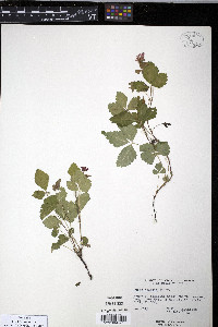 Rubus acaulis image