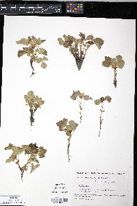 Rubus arcticus image