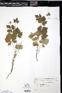 Rubus pubescens image