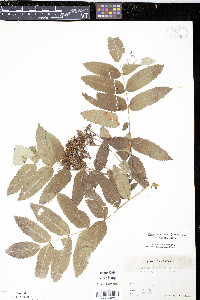 Pyrus americana image