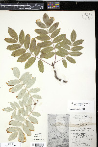 Pyrus americana image