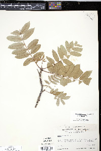 Pyrus americana image