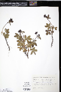 Comarum palustre image
