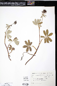 Comarum palustre image