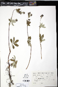 Comarum palustre image