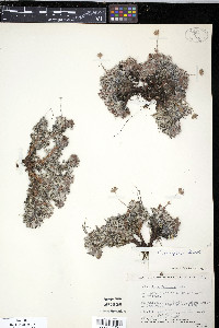 Potentilla uniflora image