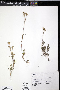 Potentilla rubricaulis image