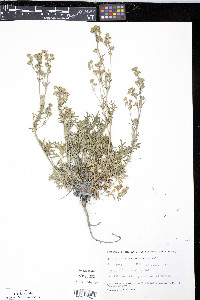 Potentilla rubricaulis image