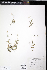 Cerastium alpinum image