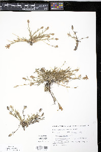 Dianthus repens image