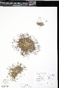 Arenaria rossii image