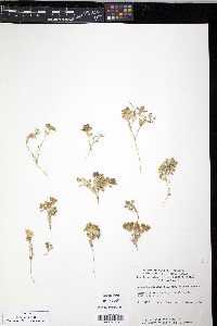 Honckenya peploides image