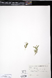 Moehringia macrophylla image