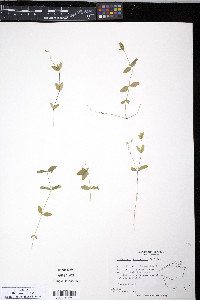 Moehringia lateriflora image
