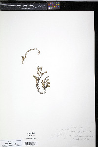 Moehringia lateriflora image