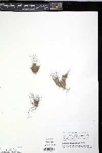 Arenaria dawsonensis image
