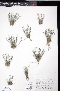 Arenaria dawsonensis image