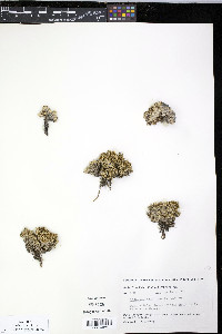 Arenaria chamissonis image