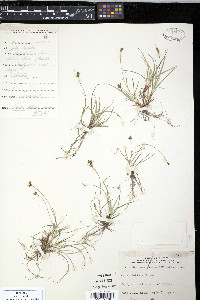 Carex deflexa image